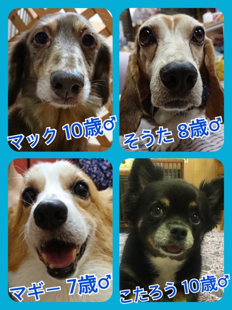 🐾今日の里親様募集中ワンコ🐶メンバーです🐾2018,8,31